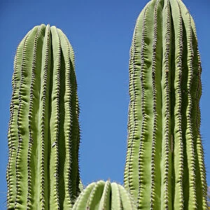 Cactus. Cabo San Lucas, Mexico. Date: 10-03-2021