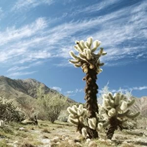 Cactus FG 1454 Teddy Bear Cholla, Anza Borrego desert California USA. Opuntia bigelowii © Francois Gohier / ARDEA LONDON