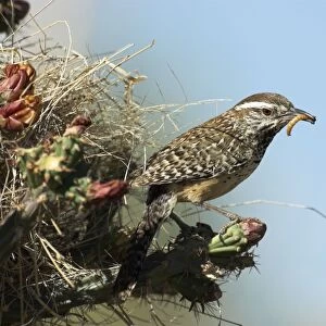 Cactus wren At entrance to nest with food in bill Sonoran Desert, Arizona