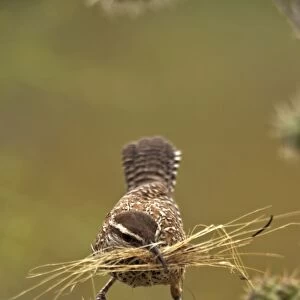 Cactus Wren - Gathering materials to build nest in Cholla cactus (Opuntia spp. )-Often nests in cactus to avoid predators-Builds globular nests with sticks and grass-Largest wren-Found in open-arid brushland or desert-Feeds on insects
