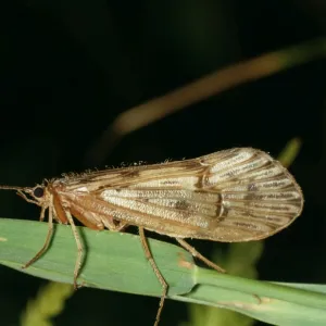 Caddis Fly