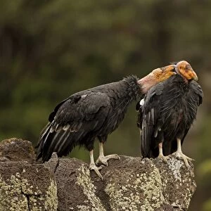 California Condor - On rock calling - Utah - USA