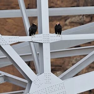 California Condor - sitting on Navajo Bridge across Marble Canyon - (Colorado River) - Grand Canyon National Park - Arizona - USA _C3A0380