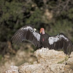 California Condor - Sunning itself on rock showing wing tags - Utah - USA