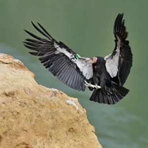 California Condor - with tags - in flight landing - near Marble Canyon (Colorado River) - Grand Canyon National Park - Arizona - USA _C3A0357
