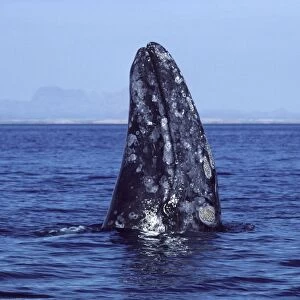 California Gray Whale - Spy-hopping. San Ignacio Lagoon, Baja California, Mexico EB 200
