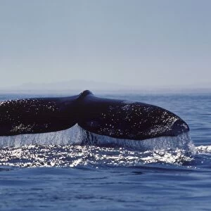 California Gray Whale - Tail (Flukes). As the whale is diving, it raises its flukes above the surface. Scammon's Lagoon (Laguna Ojo de Liebre), Baja California South, Mexico. EB 232
