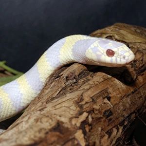 California King Snake - albino