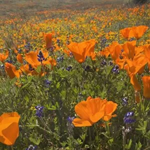 California Poppies and Yellow Goldfields (Lasthenia californica), Pygmy-Leaved Lupines (Lupinus bicolor), cover hills and valleys in Antelope Valley - Antelope Valley California Poppy Reserve, California, USA