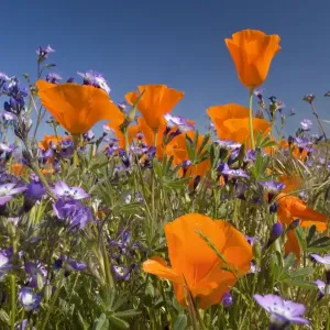 Californian Poppy and violet Davy Gilia (Gilia latiflora ssp. davyi) cover hills and valleys in Antelope Valley - Antelope Valley California Poppy Reserve - California - USA Californian Poppy and violet Davy Gilia (Gilia latiflora ssp. davyi) cover hills and valleys in Antelope Valley - Antelope Valley California Poppy Reserve - California - USA