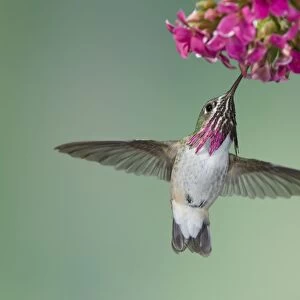 Calliope Hummingbird - male - in flight feeding at flower - British Columbia - Canada BI018931