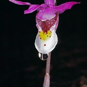 Calypso Orchid - Colorado USA