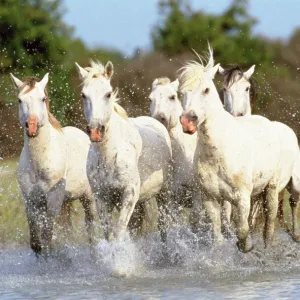 Camargue Horse Camargue, France