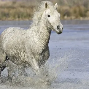 Camargue Horse - running through water - Saintes Maries de la Mer - Bouches du Rhone - France Camargue Horse - running through water - Saintes Maries de la Mer - Bouches du Rhone - France