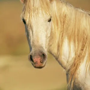 Camargue Horse WAT 129 © M. Watson / ARDEA LONDON