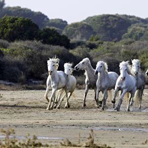 Camargue Horses - running on beach - Saintes Maries de la Mer - Camargue - Bouches du Rhone - France