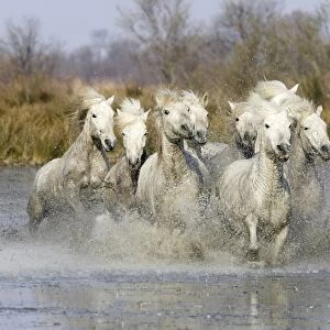 Camargue Horses - running through water - Saintes Maries de la Mer - Bouches du Rhone - France