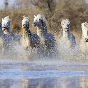 Camargue Horses - running through water - Saintes Maries de la Mer - Bouches du Rhone - France