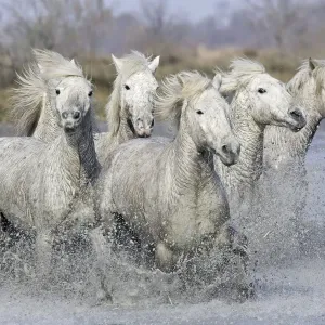 Camargue Horses - running through water - Saintes Maries de la Mer - Bouches du Rhone - France Camargue Horses - running through water - Saintes Maries de la Mer - Bouches du Rhone - France