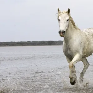 Camargue Horses - stallions fighting - Saintes Maries de la Mer - Camargue - Bouches du Rhone - France