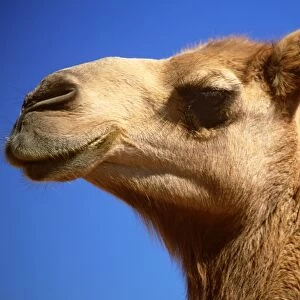 Camel - Imported to outback Australia from India and Afghanistan in 1840s - Australia JLR03138