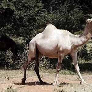 Camel - at market. Chelbi - Ethiopia