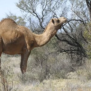 Camel Newhaven Bird Sanctuary, Nthn Territory, Australia