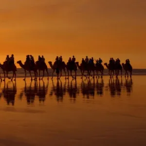 Camel safari - famous camel safari on Broom's Cable Beach at sunset with camels reflecting on wet beach - Cable Beach, Broome, Western Australia, Australia