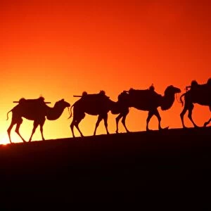 CAMEL Train - x five in line, at sunset