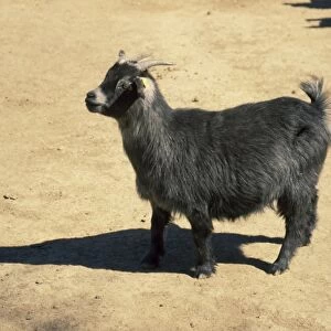 Cameroon Dwarf Goat West Africa
