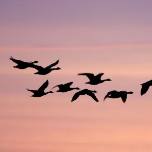 Canada Geese In flight at dawn silhouette against morning glow. Cleveland, UK