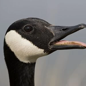 Canada Goose - With mouth open. The most common and best-known goose, identified by the black head and neck and broad white cheek-Breeds on lake shores and coastal marshes-Gathers in large flocks after the breeding season