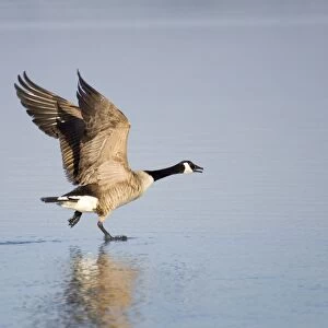 Canada Goose Taking flight from water Hickling Broad Norfolk UK