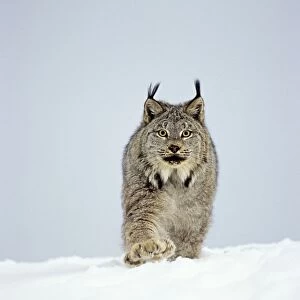 Canadian Lynx - walking through deep powder snow in late evening - Rocky Mountains - Idaho MR1348