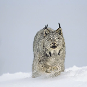 Canadian Lynx - walking through deep powder snow in late evening - Rocky Mountains - Idaho MR1354