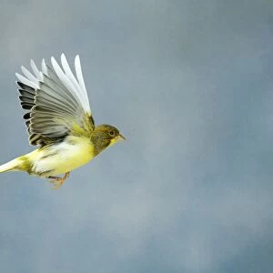 Canary - Variegated fife in flight side view wings up, cage bird Bedfordshire, UK