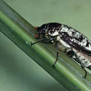 Cane Beetle - Sugar Cane pest ('Ptilotus (Waterhouse)