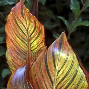 Canna "Durban" Striking ornamental foliage - October Kent garden, UK