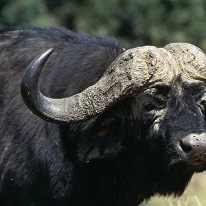 Cape Buffalo Close-up of head, Maasai Mara National Park, Africa