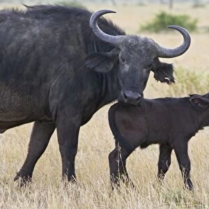 Cape Buffalo - Mother and newborn calf (2-3 days old) separated from herd Maasai Mara Conservancy, Kenya