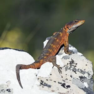 Cape Crag Lizard. Mountain Drive, Grahamstown, Eastern Cape, South Africa