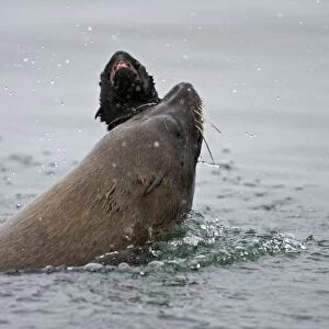 Cape Fur Seal Bull eating a seal pup Walvis Bay, Namibia, Africa