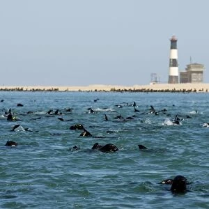 Cape Fur Seals - colony in the water and on the beach by Pelican Point Lighthouse - Atltanic Ocean - Namibia - Africa