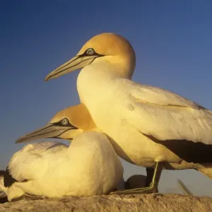 Cape Gannet Cape Gannet