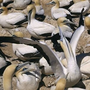 Cape Gannet - "sky pointing" This gesture at the nest signals its intention to leave the nest & tells the other parent to stay which prevents both flying off together by chance