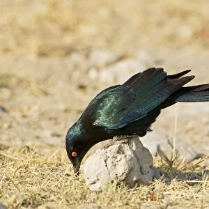 Cape Glossy Starling-perched on a rock looking for insects to feed on- Etosha National Park- Namibia- Africa