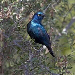 Cape Glossy Starling - widespread in western Angola and southern Africa - Mopani - Kruger National Park - South Africa