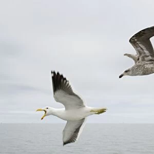 Cape / Kelp Gull - Adult and Juvenile in flight over the ocean Namibian Coast- Namibia- Africa