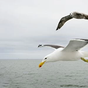 Cape / Kelp Gull - Two adults and a juvenile in flight over the ocean Namibian Coast- Namibia- Africa