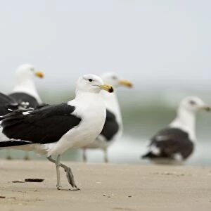 Cape Kelp Gull - Group standing on a beach covered with wind blown foam - Atlantic Coast - Namibia - Africa